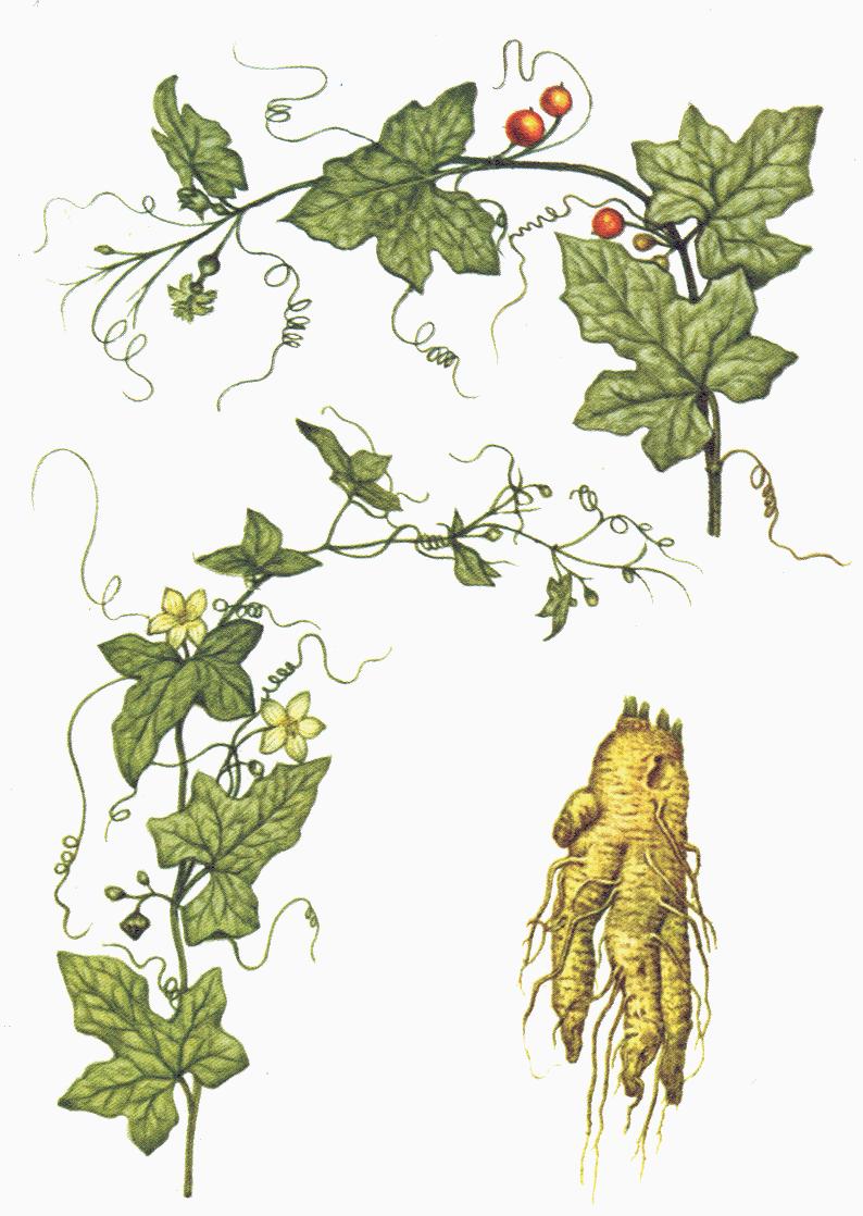 فاشرا - معرفی علف های هرز